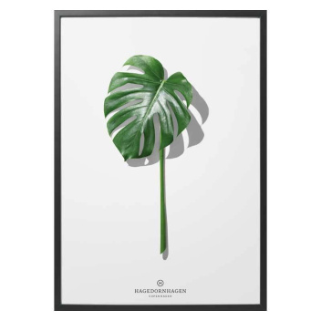 F5 Poster 30x40 Folium Monstera