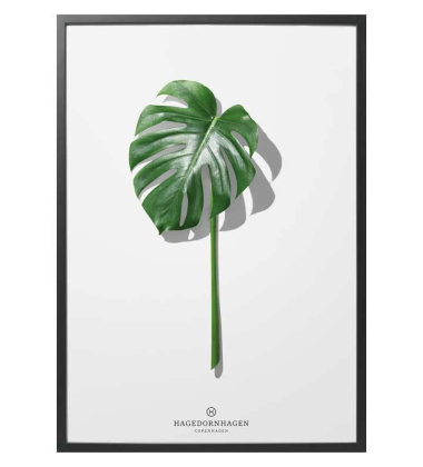 F5 Poster 30x40 Folium Monstera